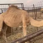 قعود. نضيف. وسمين.