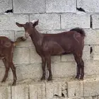 تيوس وجفار دهم