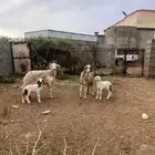 نعجتين منتوجه