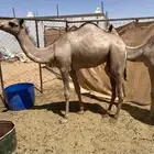 للبيع بكارتين
