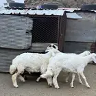 4   طليان جبره وفل شحم