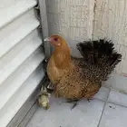 دجاجه