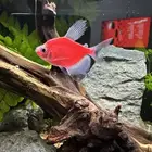 أسماك زينة للبيع