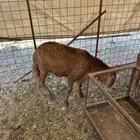سواكني ضحايا تربية على الشرط