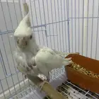 فرخ كروان البينو ( تم البيع )