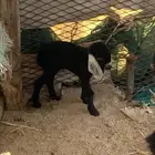 عنز تحتها جفرات