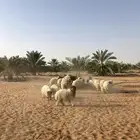 ذبايح نعيمي بلدي شرط
