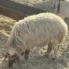 للبيع رخله