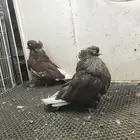 دمستك حمام طيور