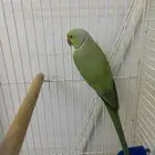 دره ذكر غير اليف