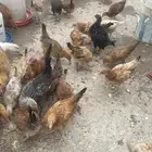 دجاج