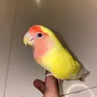روز لاتينو هدد داخلي