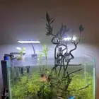 حوض سمك وحلزون ونباتات مائيه