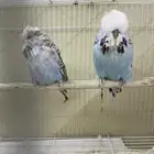 اجوز بادجي انجليزي مستويات فاخره