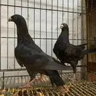 طبه اخوان