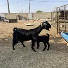 عنز معها جفرة