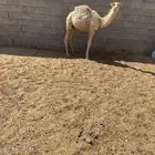 حوار قعود حاشي قصب