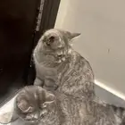 قط للبيع عمر 6شهور