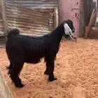 تيس عارضي