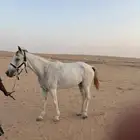 فرس ابل معسوفه ومطبعه على الرحول والابل