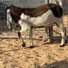 تيس مشروع فحل مشروك جرم طيب