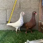 جوز دنش القريات