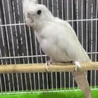 كروان البينو ذكر