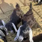 تيوس لبيه