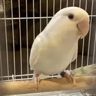 للبيع ذكور طيور روز