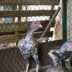ديك دجاج بكستاني