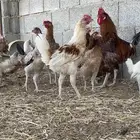 دجاج بلدي وفيومي بياض