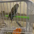انثي بادجي اليفه