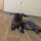 قطط شيرازي للبيع