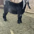 تيس مغلق شحم