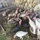 دجاج رومي
