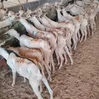 برابر وتيوس جمله جدعان أوزان طيبه