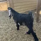 تيس 3 شهور لباني