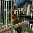 فيشر هولندي