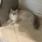 قطة تبني انثى العمر 6 شهور