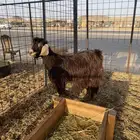 عنز دافع للبيع