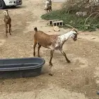 ماعز جنوبيه وشحاء