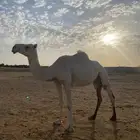 للبيع خفوت وضحا منتج 4100