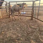 للبيع حاشي على حليب امه