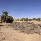 للبيع جريد   سعف   عسبان