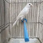 كناري تغريد (تم البيع)