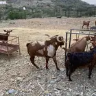 تيس فحل ابهر مشروط