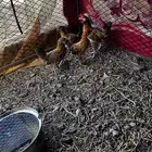 سلام عليكم دجاج عدد5