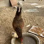 دجاجه بلديه مع صوص
