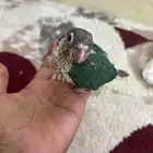فروخ كنيور ودره هندي اخضر