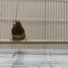 بنقليز ( تم البيع )